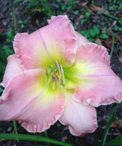 Daylily Lavender Blush (1) Reblooming Perennial Flower Bulb Bare Root Plant Outdoor - Image 1