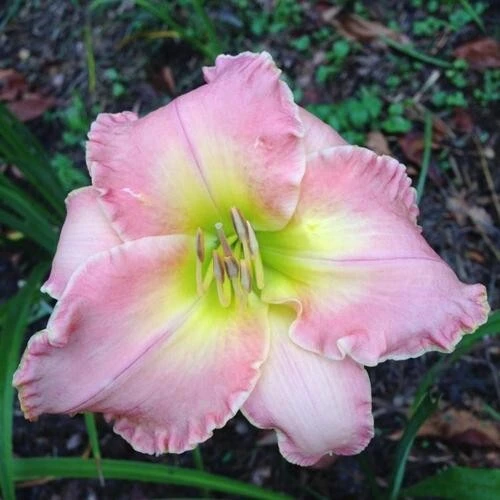 Daylily Lavender Blush (1) Reblooming Perennial Flower Bulb Bare Root Plant Outdoor - Image 1