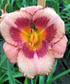Daylily Strawberry Candy Reblooming Perennial Bare Root Bulbs - 2 Pack - Image 2