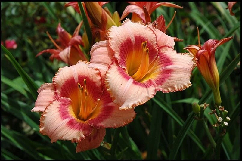 Daylily Strawberry Candy Reblooming Perennial Bare Root Bulbs - 2 Pack - Image 3