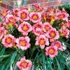 Daylily Strawberry Candy Reblooming Perennial Bare Root Bulbs - 2 Pack - Image 1