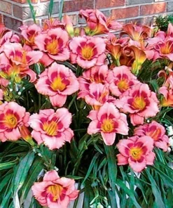 Daylily Strawberry Candy Reblooming Perennial Bare Root Bulbs - 2 Pack - Image 1
