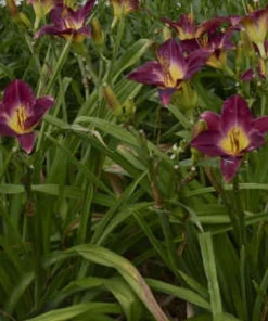 Daylily Strutter's Ball Bare Root Plant - Perennial Reblooming Hemerocallis - Image 2
