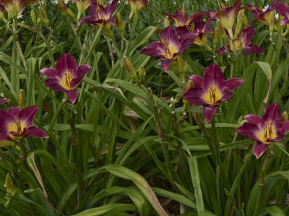 Daylily Strutter's Ball Bare Root Plant - Perennial Reblooming Hemerocallis - Image 2