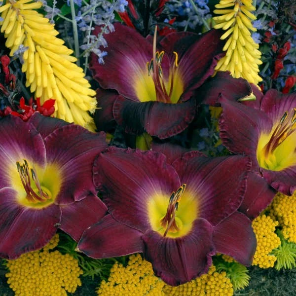 Daylily Strutter's Ball Bare Root Plant - Perennial Reblooming Hemerocallis - Image 4