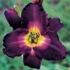 Daylily Strutter's Ball Bare Root Plant - Perennial Reblooming Hemerocallis - Image 1