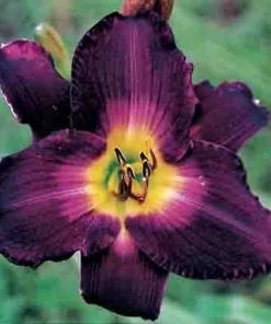 Daylily Strutter's Ball Bare Root Plant - Perennial Reblooming Hemerocallis - Image 1