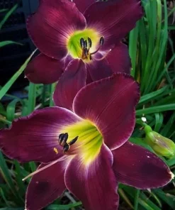 Daylily Strutter's Ball Bare Root Plant - Reblooming Perennial Hemerocallis - Image 3