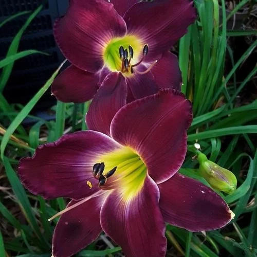 Daylily Strutter's Ball Bare Root Plant - Reblooming Perennial Hemerocallis - Image 3