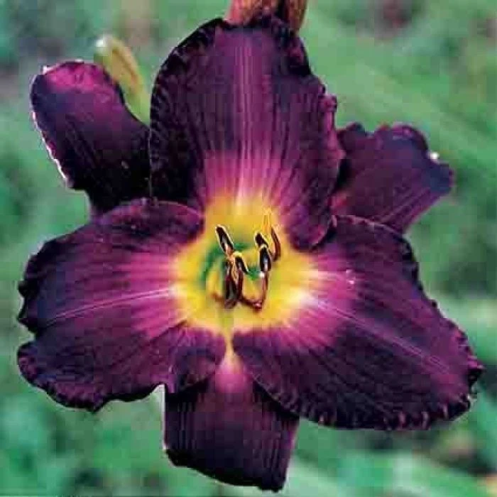 Daylily Strutter's Ball Bare Root Plant - Reblooming Perennial Hemerocallis - Image 1
