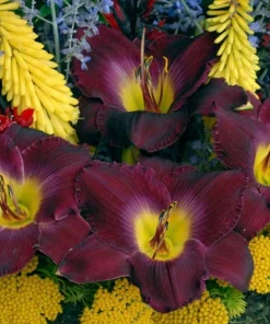 Daylily Strutter's Ball Bare Root Plant - Reblooming Perennial Hemerocallis - Image 4
