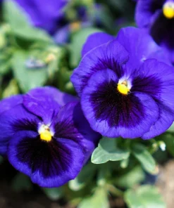 Deep Blue Pansy Swiss Giant Ullswater Flower Seeds - 50 Count - Image 1