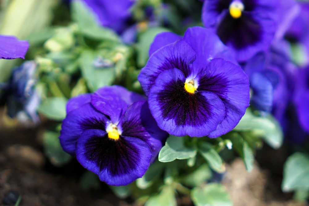 Deep Blue Pansy Swiss Giant Ullswater Flower Seeds - 50 Count - Image 1