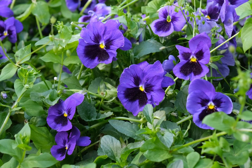 Deep Blue Pansy Swiss Giant Ullswater Flower Seeds - 50 Count - Image 2