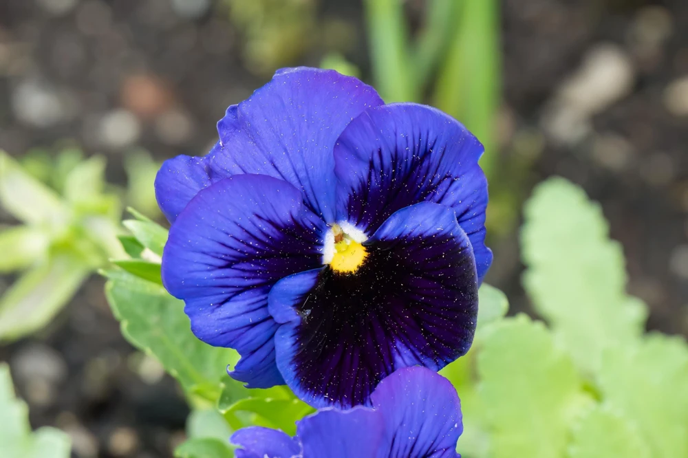 Deep Blue Pansy Swiss Giant Ullswater Flower Seeds - 50 Count - Image 3