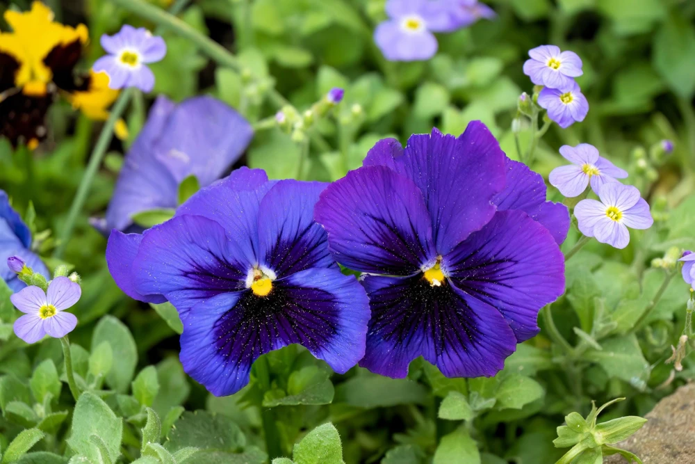 Deep Blue Pansy Swiss Giant Ullswater Flower Seeds - 50 Count - Image 4