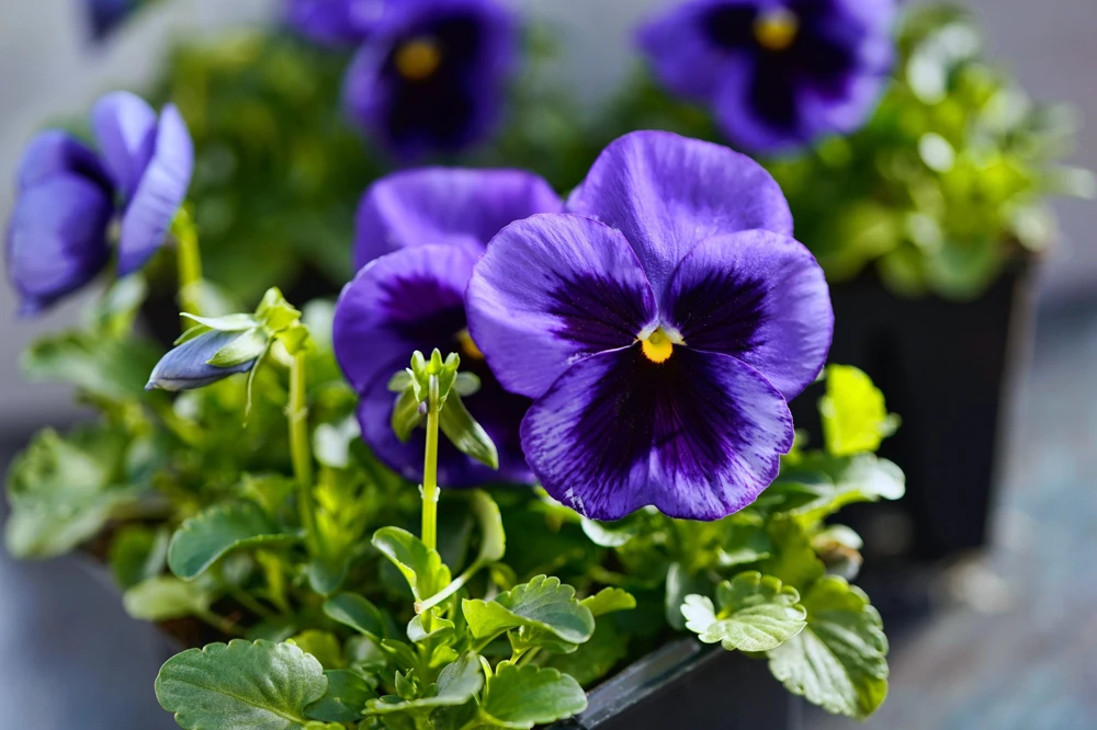 Deep Blue Pansy Swiss Giant Ullswater Flower Seeds - 50 Count - Image 5