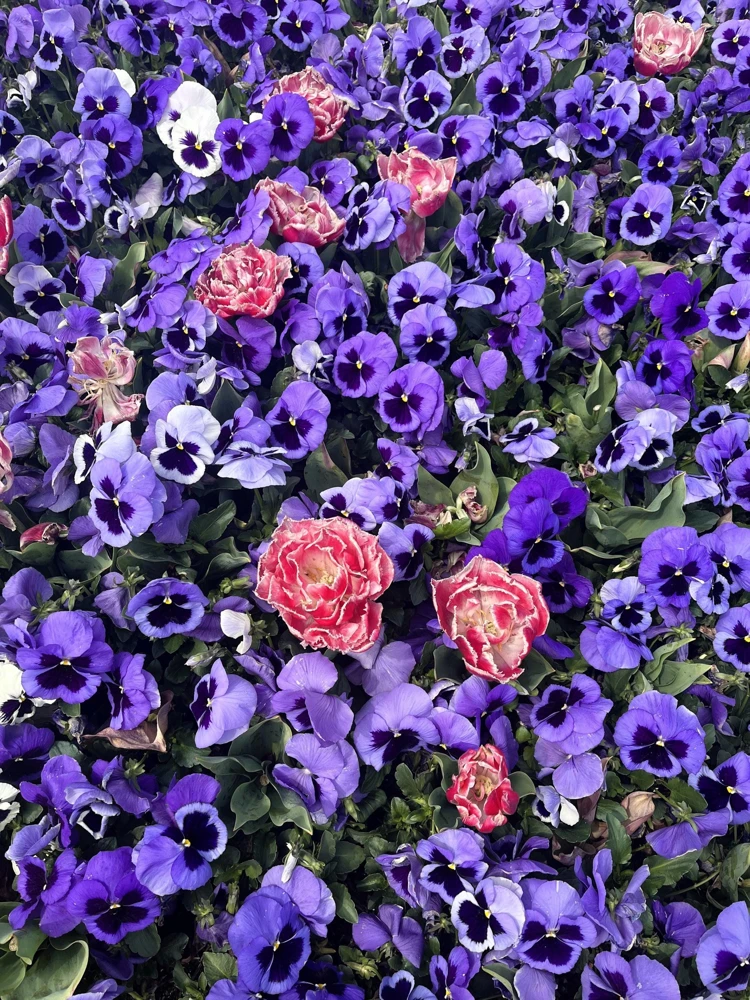Deep Blue Pansy Swiss Giant Ullswater Flower Seeds - 50 Count - Image 6