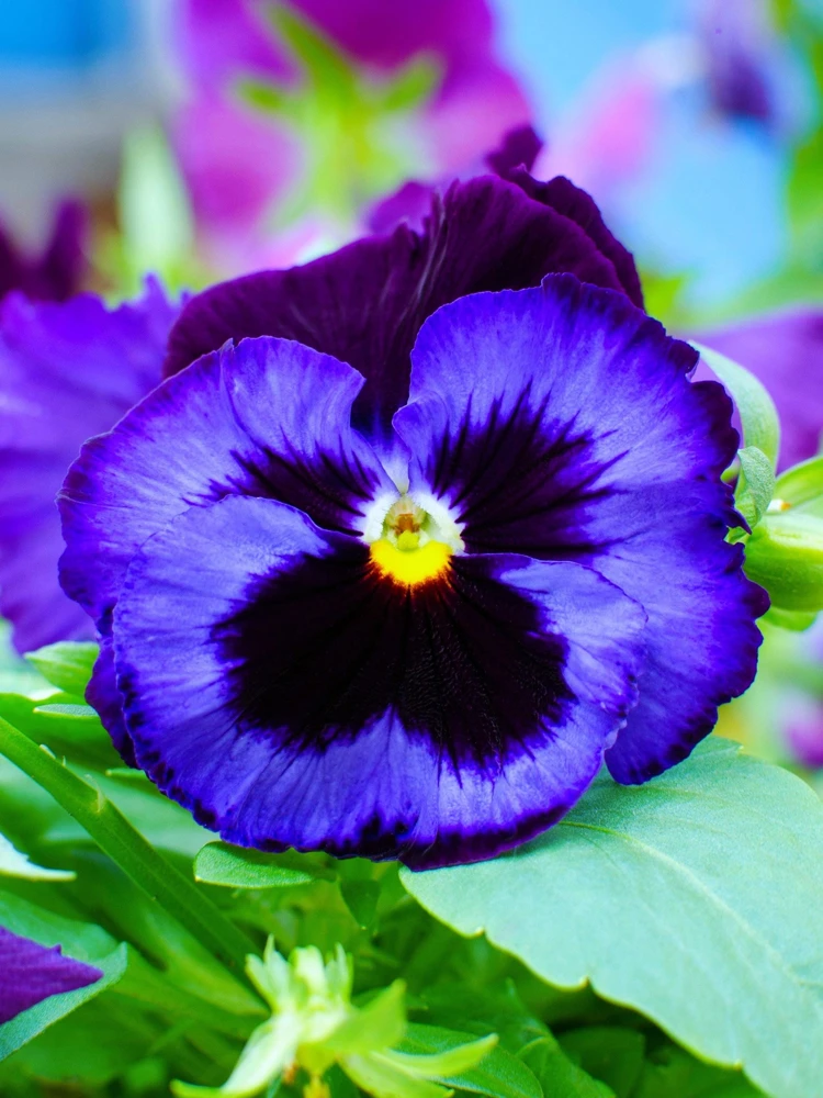 Deep Blue Pansy Swiss Giant Ullswater Flower Seeds - 50 Count - Image 7