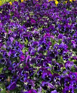 Deep Blue Pansy Swiss Giant Ullswater Flower Seeds - 50 Count - Image 8