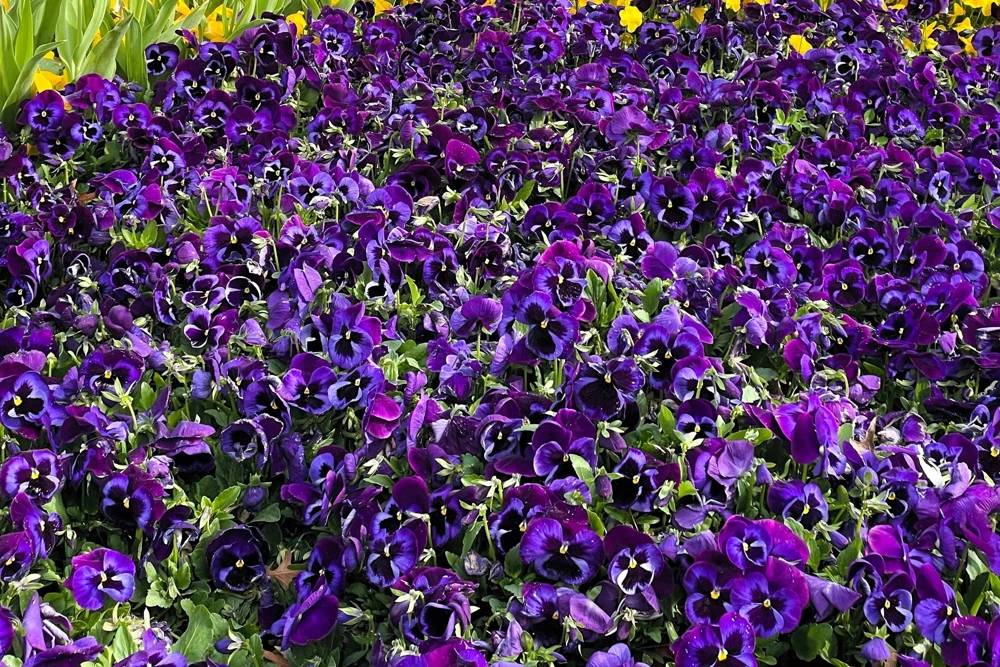 Deep Blue Pansy Swiss Giant Ullswater Flower Seeds - 50 Count - Image 8