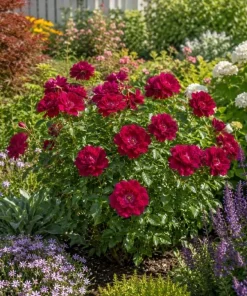Deep Burgundy Rose Live Plant – 1 to 2 ft Tall, 3 Gallon Pot – Outdoor Flowering Bush - Image 2