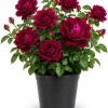 Deep Burgundy Rose Live Plant – 1 to 2 ft Tall, 3 Gallon Pot – Outdoor Flowering Bush - Image 1