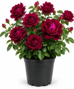 Deep Burgundy Rose Live Plant – 1 to 2 ft Tall, 3 Gallon Pot – Outdoor Flowering Bush - Image 1