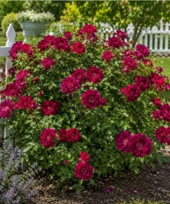 Deep Burgundy Rose Plant Live - Fragrant Outdoor Garden Bush, 3 Gallon Pot - Image 2