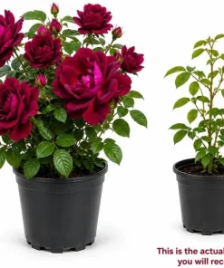 Deep Burgundy Rose Plant Live - Fragrant Outdoor Garden Bush, 3 Gallon Pot - Image 3