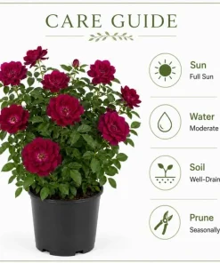 Deep Burgundy Rose Plant Live - Fragrant Outdoor Garden Bush, 3 Gallon Pot - Image 5