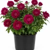 Deep Burgundy Rose Plant Live - Fragrant Outdoor Garden Bush, 3 Gallon Pot - Image 1