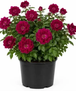 Deep Burgundy Rose Plant Live - Fragrant Outdoor Garden Bush, 3 Gallon Pot - Image 1