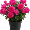 Deep Pink Rose Bush Live Plant - Fragrant Tea Garden Rose, 4-6 Inch Tall - Image 1