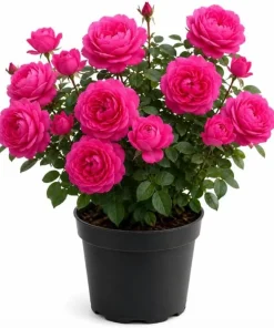 Deep Pink Rose Bush Live Plant - Fragrant Tea Garden Rose, 4-6 Inch Tall - Image 1