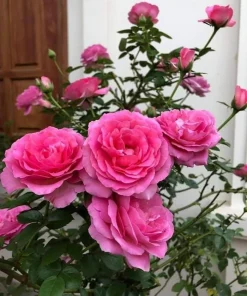 Deep Pink Rose Bush Live Plant - Fragrant Tea Garden Rose, 4-6 Inch Tall - Image 2