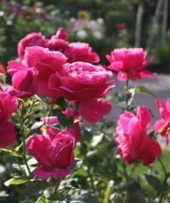 Deep Pink Rose Bush Live Plant - Fragrant Tea Garden Rose, 4-6 Inch Tall - Image 3