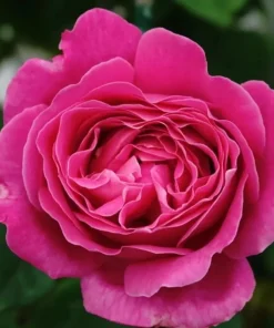 Deep Pink Rose Bush Live Plant - Fragrant Tea Garden Rose, 4-6 Inch Tall - Image 4