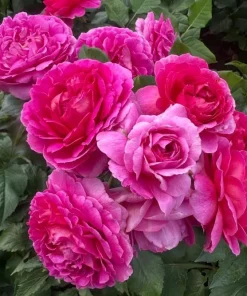 Deep Pink Rose Bush Live Plant - Fragrant Tea Garden Rose, 4-6 Inch Tall - Image 5