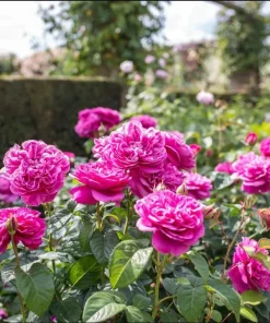 Deep Pink Rose Live Plant for Planting - Fragrant Perennial Bush, 4-6 Inch Tall - Image 2