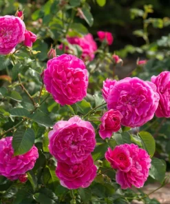 Deep Pink Rose Live Plant for Planting - Fragrant Perennial Bush, 4-6 Inch Tall - Image 3