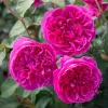 Deep Pink Rose Live Plant for Planting - Fragrant Perennial Bush, 4-6 Inch Tall - Image 1