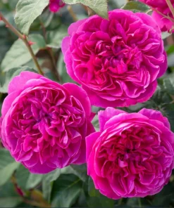 Deep Pink Rose Live Plant for Planting - Fragrant Perennial Bush, 4-6 Inch Tall - Image 1