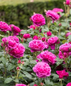 Deep Pink Rose Live Plant for Planting - Fragrant Perennial Bush, 4-6 Inch Tall - Image 4