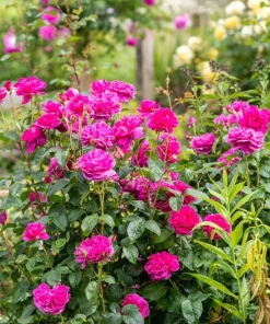 Deep Pink Rose Live Plant for Planting - Fragrant Perennial Bush, 4-6 Inch Tall - Image 5