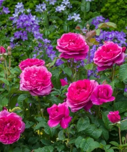Deep Pink Rose Live Plant for Planting - Fragrant Perennial Bush, 4-6 Inch Tall - Image 6