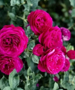 Deep Purple Floribunda Rose Bush Live Plant – Fragrant Outdoor Garden Flower 4-7 Inch Tall - Image 2