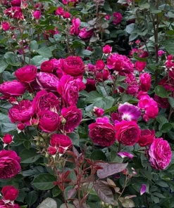 Deep Purple Floribunda Rose Bush Live Plant – Fragrant Outdoor Garden Flower 4-7 Inch Tall - Image 3