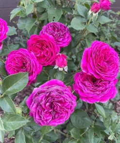 Deep Purple Floribunda Rose Bush Live Plant – Fragrant Outdoor Garden Flower 4-7 Inch Tall - Image 4