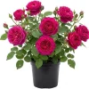 Deep Purple Floribunda Rose Bush Live Plant – Fragrant Outdoor Garden Flower 4-7 Inch Tall - Image 1